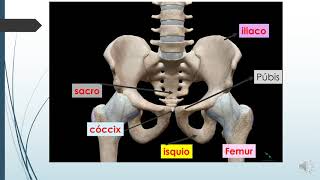 Anatomia da pelve [upl. by Yadnus]