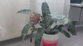 Aechmea ecmea  ingrijire si inmultire [upl. by Brabazon]