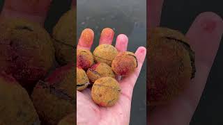 CARP FISHING BOILIES shorts [upl. by Ahseia]