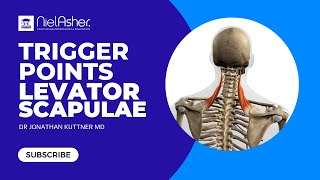 Trigger Point Therapy  Treating Levator Scapulae [upl. by Esteban]