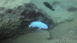 Metriaclima benetos at Mazinzi Reef [upl. by Oker735]