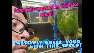 Automatic Fish Egg and fry collector fishbreeder fishbreeding aquariums fishkeeping fishtanks [upl. by Jamil]