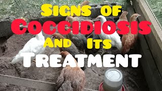 COCCIDIOSIS SIGNS AND ITS NATURAL TREATMENT [upl. by Eirolam271]