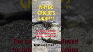 What makes crickets chirp nature cricket insects shorts shortvideo [upl. by Desdamonna]