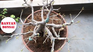 Make Banyan tree Bonsai [upl. by Airotkciv]