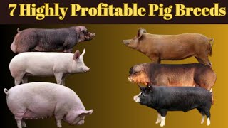 7 Highly Profitable Pig Breeds for Farmers [upl. by Watts]