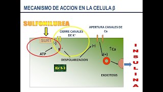 SULFONILUREAS primera parte  farmacocinetica y farmacodinamia [upl. by Arraik254]