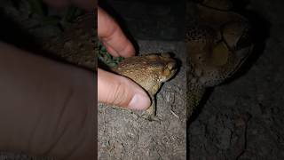 Toad 🐸 catching fun toad frog comedyvideos funny funnyshorts shortsfeed shorts [upl. by Brit]