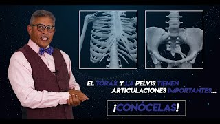 ARTICULACIONES DE TÓRAX Y PELVIS Anatomía de Blanco [upl. by Ahsieni702]