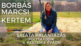 Borbás Marcsi Kertem  Saláta palántázás [upl. by Monique]