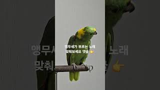 인간이 부르기 힘들다는 디바송 앵무새가 도전하다 아랑이 parrot 아마존앵무새 [upl. by Chevalier]