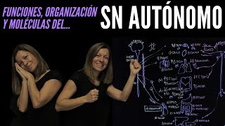 Sistema Nervioso Autónomo funciones organización estructural neurotransmisores y receptores [upl. by Pepi]