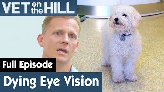 🐶 Dogs With Progressive Retinal Atrophy  FULL EPISODE  S02E20  Vet On The Hill [upl. by Cammi]