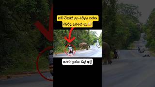 නැවැත්තුවා ගත්තා ගියා ස්කූටි🫣shorts shortsfeed tiktok elephant attack wildlife munnar viral [upl. by Adnorrehs]