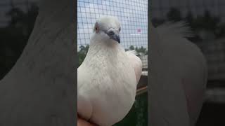 New viral  pigeon sorts viral viedo  Rahulkayat001 [upl. by Ahkihs14]