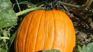 Update Giant pumpkin turning from green to orange 🧡🍊 color 😍pumpkin food gardening organic [upl. by Carmelo]