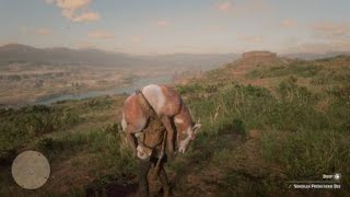 Red Dead Redemption 2  RDR2  SONORAN PRONGHORN DOE  LOCATION  ZOOLOGIST 109  SKIN DEEP [upl. by Aralk]