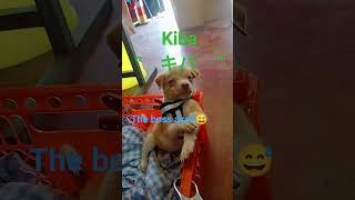 kung sa tingin mo cute palike naman trending funny cutepuppy cutepets [upl. by Ttenna388]