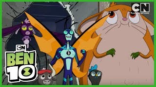 Ben 10  Top Stinkfly Moments Hindi  Cartoon Network [upl. by Atiugram446]