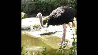 Ostriches at Bird Park Avifauna [upl. by Aldon]