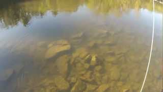 Landlocked salmon  Winooski river VT [upl. by Aicileb]