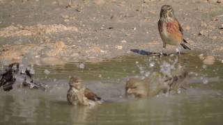 Common Linnet Fanello Carduelis cannabina [upl. by Durrett386]