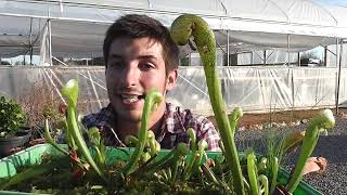 La planta COBRA Darlingtonia californica [upl. by Margreta]