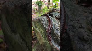 Giant Millipede Spotted  Ulat Gonggok Gergasi [upl. by Camey]