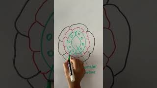 Stomata diagram biology [upl. by Carmelina961]