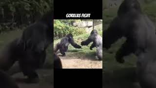 Two gorillas fighting animals gorillgorillas [upl. by Ataner]