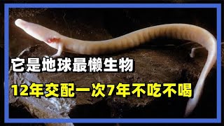 它是地球最懒生物？12年才交配一次，可以7年不吃不喝不活动 [upl. by Newob]