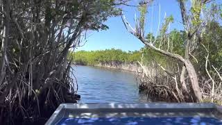 Everglades City Airboat Tours [upl. by Granniah607]