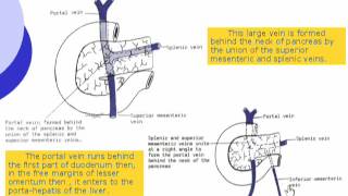 2 portal venous system [upl. by Schlicher]