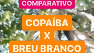 COMPARATIVO Ã“LEOS ESSENCIAIS DE COPAÃBA E BREU BRANCO [upl. by Yorgo644]