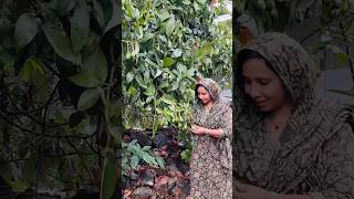 Avocado മരം കണ്ട ഞാൻtrending [upl. by Ymeraj]