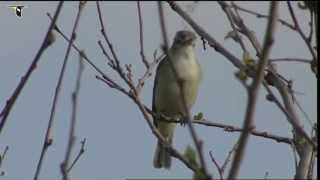 Warbling Vireo singing [upl. by Airekal187]