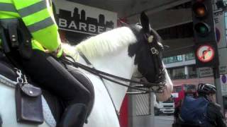 Piebald Cob Police Horse [upl. by Dnalyaw]