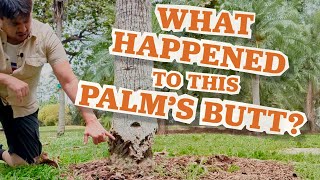 What Happened To This Palm TreeID with Mauget [upl. by Brice]