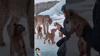 Thank you for helping a mother Canadian lynx oceanmysteries [upl. by Barhos]