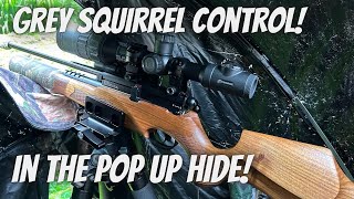 More Grey Squirrel control from the PopUp hide BSA R10 MK2 22 Air Rifle amp Pulsar C50 Scope [upl. by Sialac167]