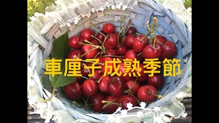 車厘子的食用禁忌要注意 [upl. by Eimor803]