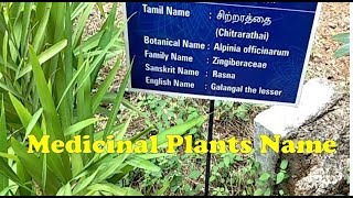 How to find Medicinal Plants  Medicinal Plants and uses  Ayurvedic  Siddha  Tamil [upl. by Landsman]