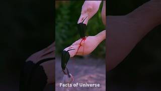 Why does the flamingo bird feed red milk to its baby flamingobird [upl. by Arnoldo979]