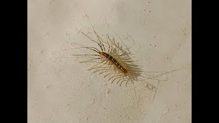 A first record of House Centipede for Nottinghamshire  but is it [upl. by Ylime895]