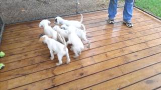 11 week old English Setter puppies on point [upl. by Aviva]