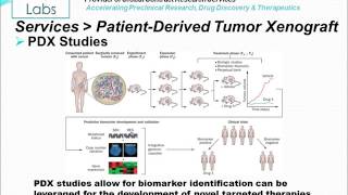 PatientDerived Tumor Xenograft PDX [upl. by Feodora]