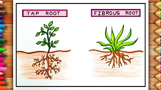 Tap and Fibrous Roots Drawing  Tap and Fibrous Roots Poster  Tap and Fibrous Roots Easy Drawing [upl. by Anyr]