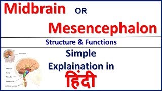 Midbrain or Mesencephalon  Structure and Function in Hindi  Bhushan Science [upl. by Ttennaj]