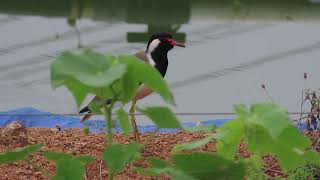 The redwattled lapwing call [upl. by Adnawat]