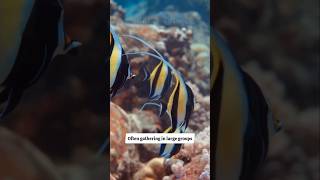 The Harrowing Hunt for Moorish Idol Fish shorts youtubeshorts short [upl. by Madeleine]